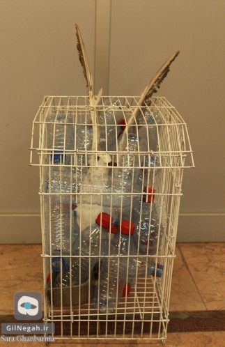 پرنده در قفس