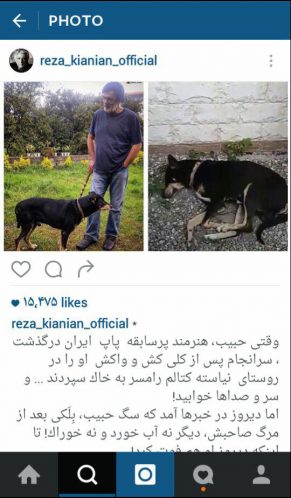متن رضا کیانیان درباره مرگ سگ حبیب
