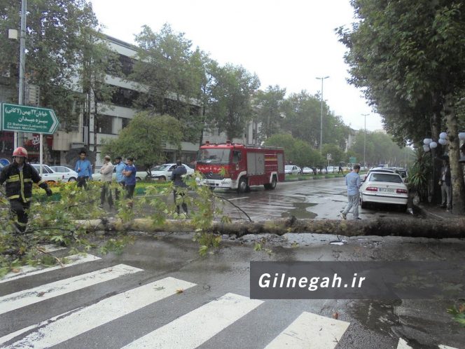 سقوط درخت در خیابان لاکانی رشت (12)