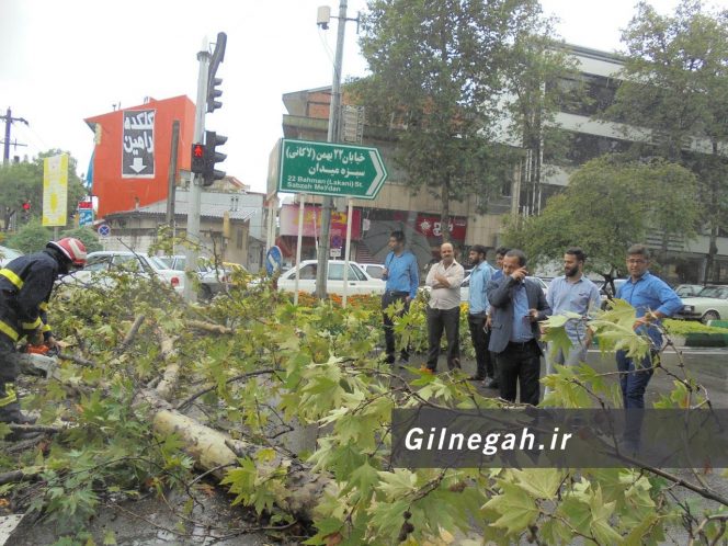 سقوط درخت در خیابان لاکانی رشت (13)