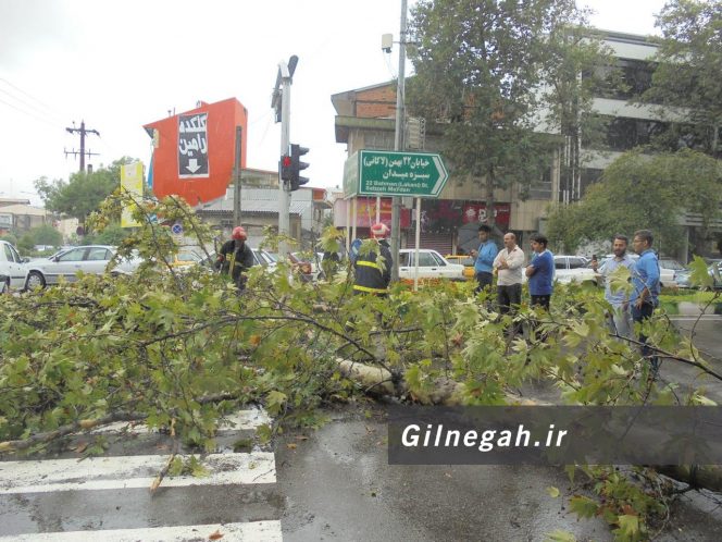 سقوط درخت در خیابان لاکانی رشت (14)