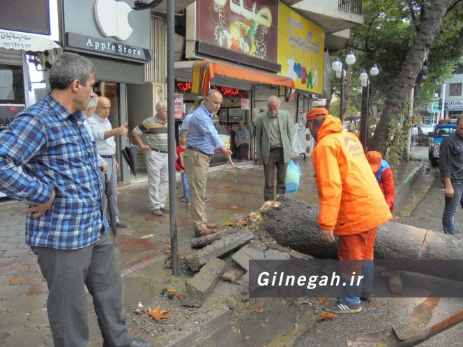 سقوط درخت در خیابان لاکانی رشت (3)