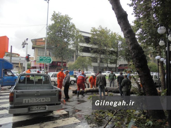 سقوط درخت در خیابان لاکانی رشت (4)