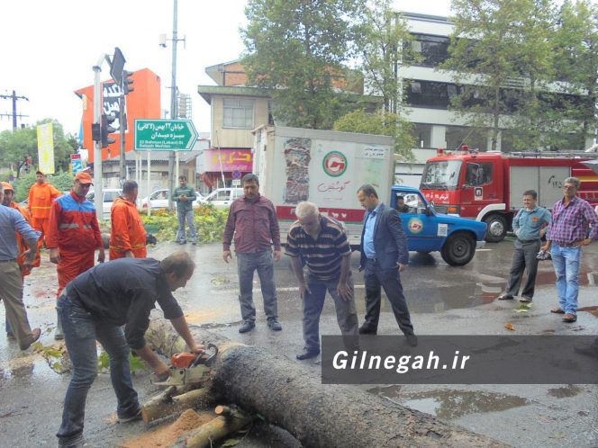 سقوط درخت در خیابان لاکانی رشت (5)