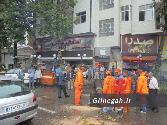 سقوط درخت در خیابان لاکانی رشت (6)