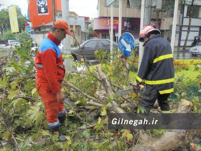 سقوط درخت در خیابان لاکانی رشت (7)