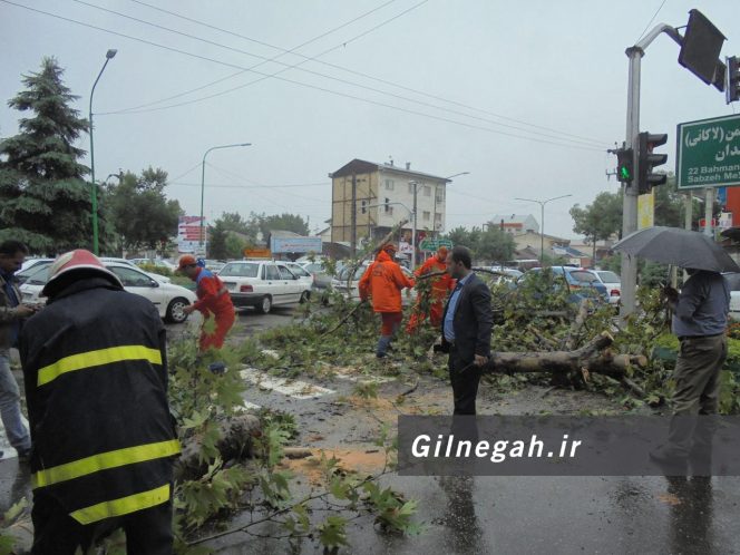 سقوط درخت در خیابان لاکانی رشت (9)