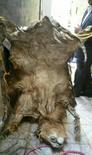 شیر سلاخی شده